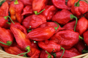 Bhut Jolokia (King Chilli)