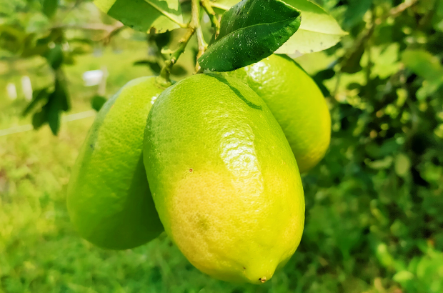 Kaji Nemu (Assam Lemon / Demon Lemon)